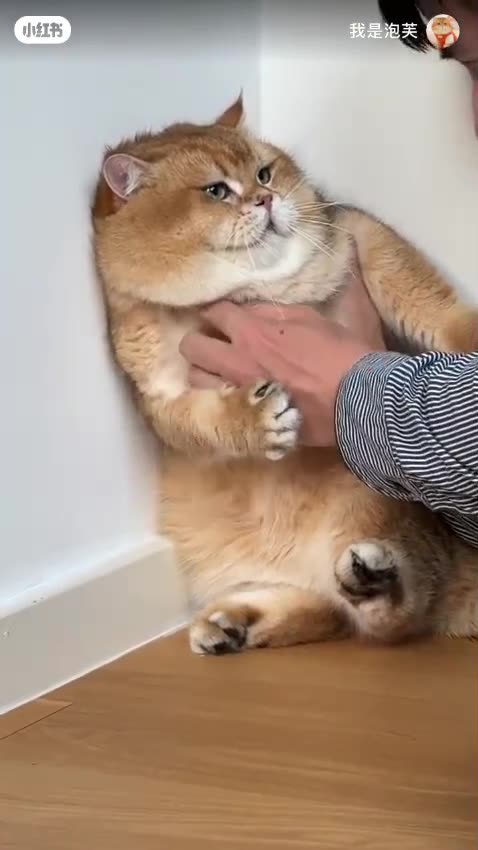 Prepare for an Overload of Cuteness! 🐾😻