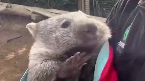 Baby wombat.. 😊