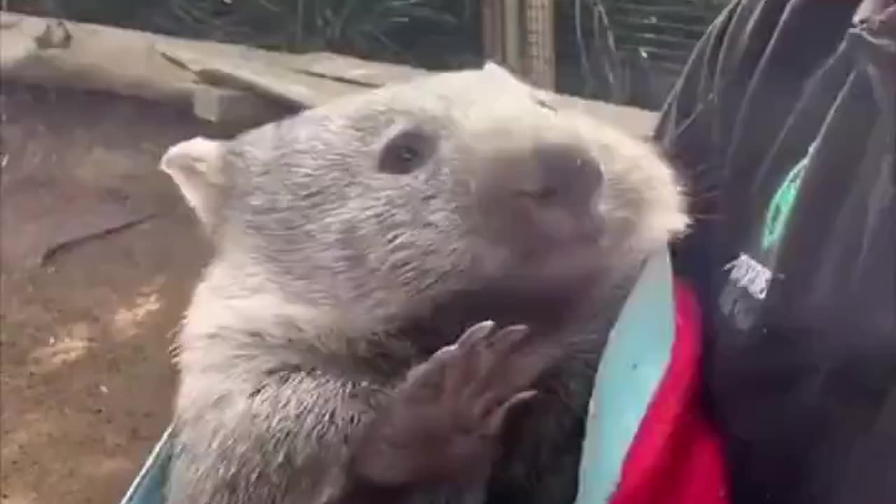 Baby wombat.. 😊