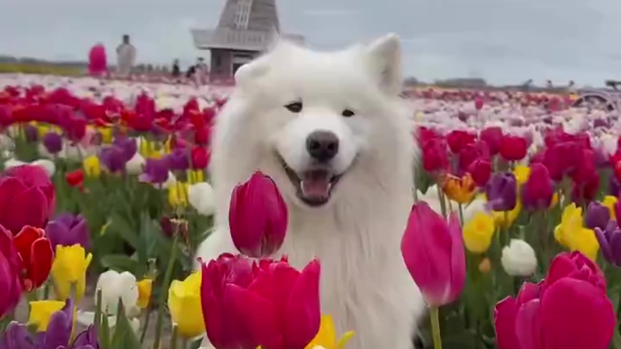 Spring ear dance Who's ready for the most beautiful season? 😍
