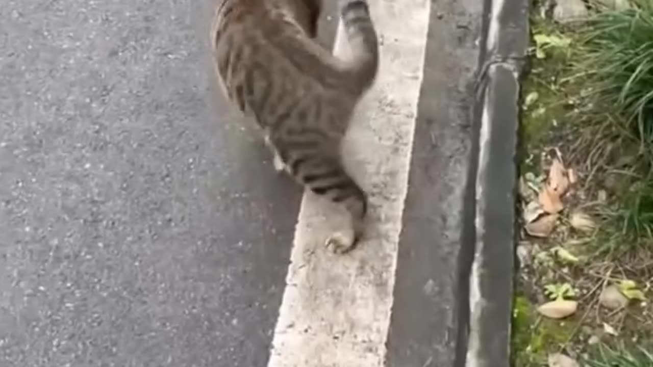 The superhero #cat😂