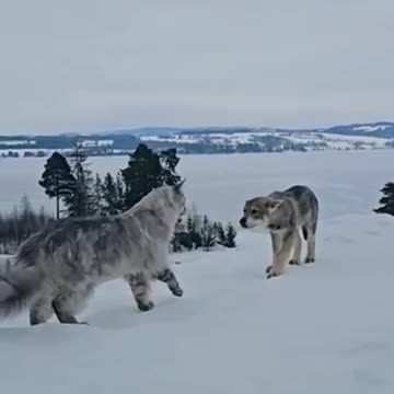 GIANT MAINE COON CAT MEETS WOLF.mp4
