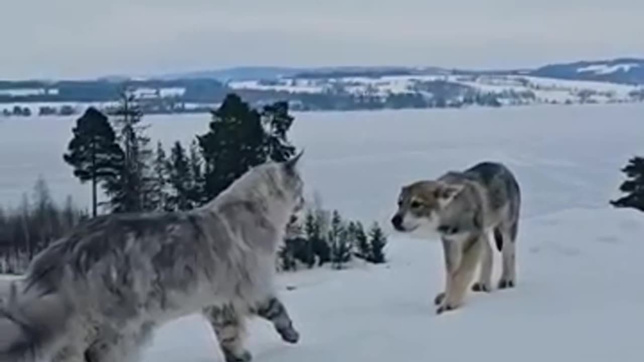 GIANT MAINE COON CAT MEETS WOLF.mp4