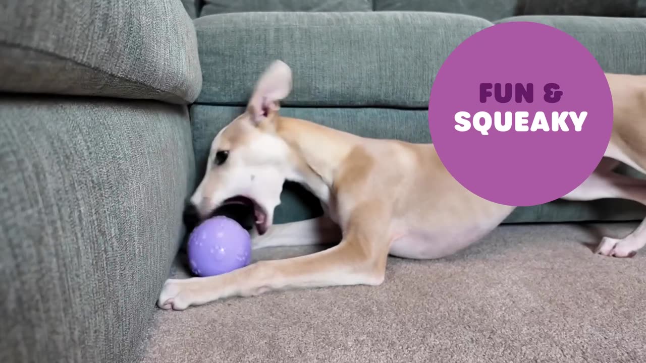 Webbox Fun & Squeaky Balls (4-Pack) – Boredom Buster Dog Toys