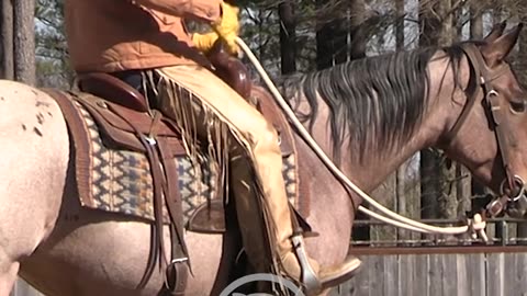 You only want to use one cue when tracking a cow.