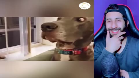 Smart Funny and Amazing Animals Videos 2
