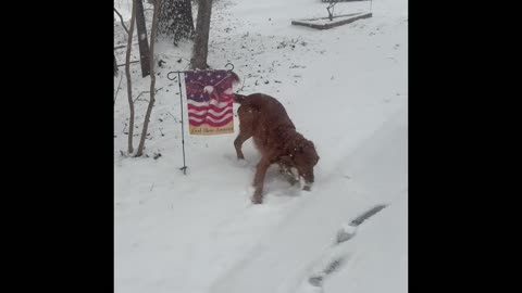 Snow ❄️ at my 🏡🐕 in NC, USA 🇺🇸 I love SNOW ⛄️ I send LOVE 💝 to you All