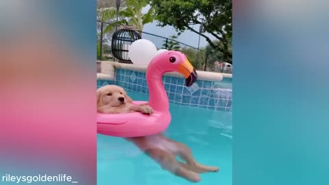 Funny Dogs 2024 That Will Definitely Brighten Your Day