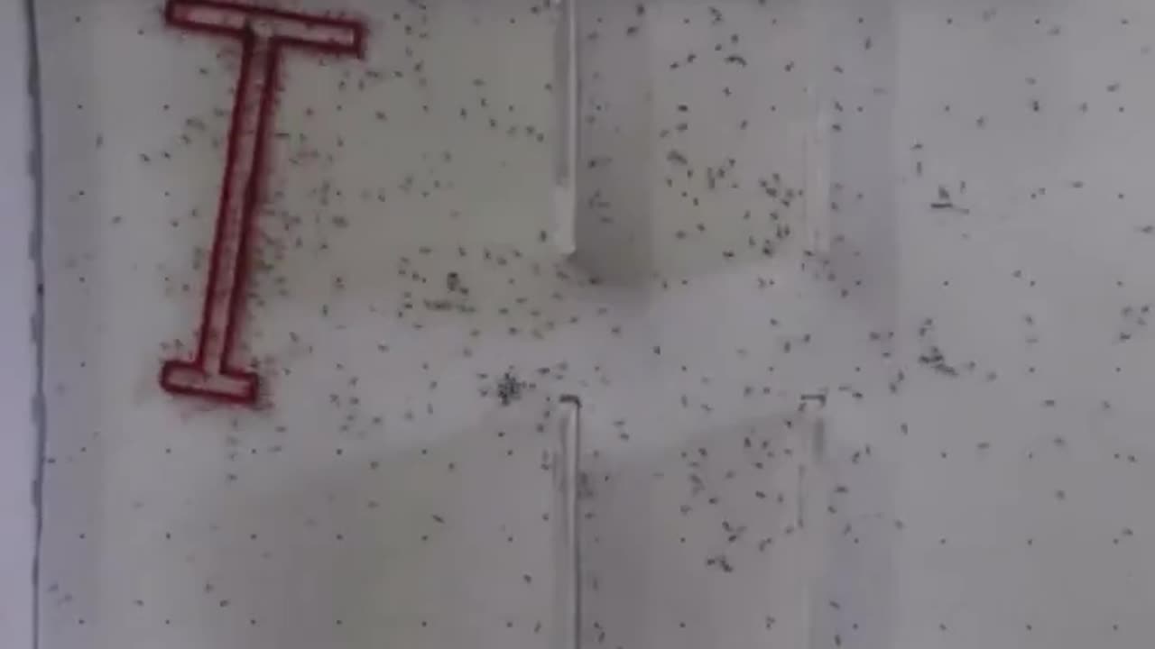 Ants making a smart maneuver