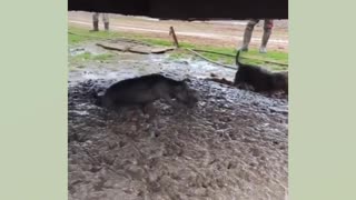 Dogs mercilessly hunting mice