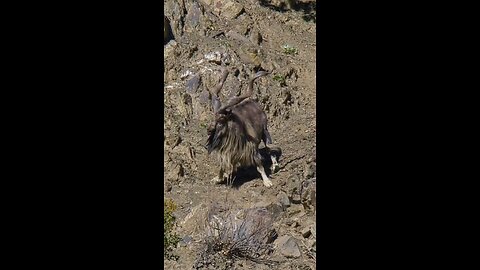 !!!DYNAMIC!!! Markhor legend!!!