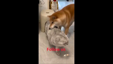Funny animal videos