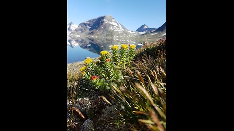 preview from my article on Golden Root (Rhodiola Rosea and Rhodiola integrifolia)