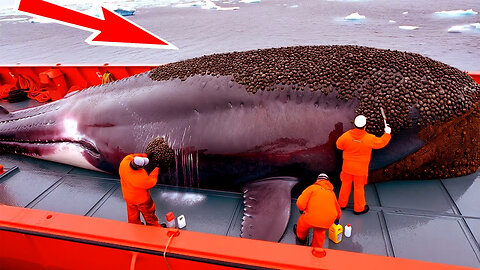 A humpback whale, injured by barnacles, was successfully rescued by a rescue team.