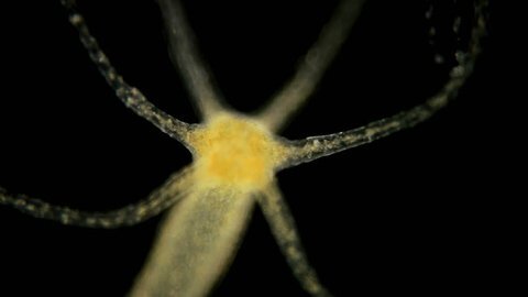 A Hydra-Hivemind - One Parasite To Rule Them All