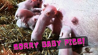 Sadly The Mortality Rate In BABY PIGS is really HIGH