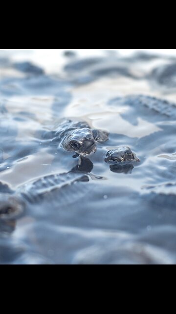Baby Sea turtles release