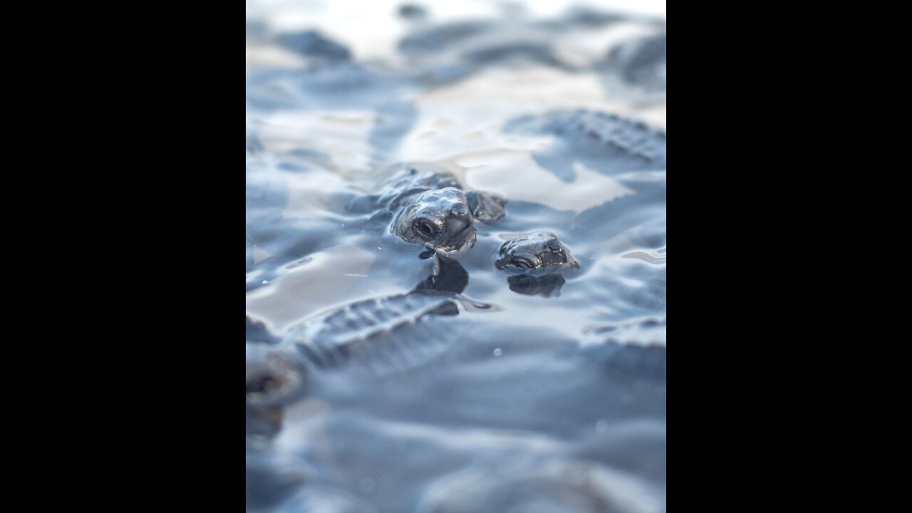 Baby Sea turtles release