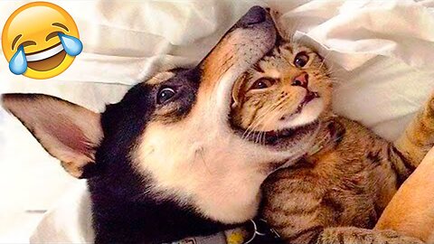 Funny & Cute Animal Videos 2024 - Funny cats/dogs - Funny animals