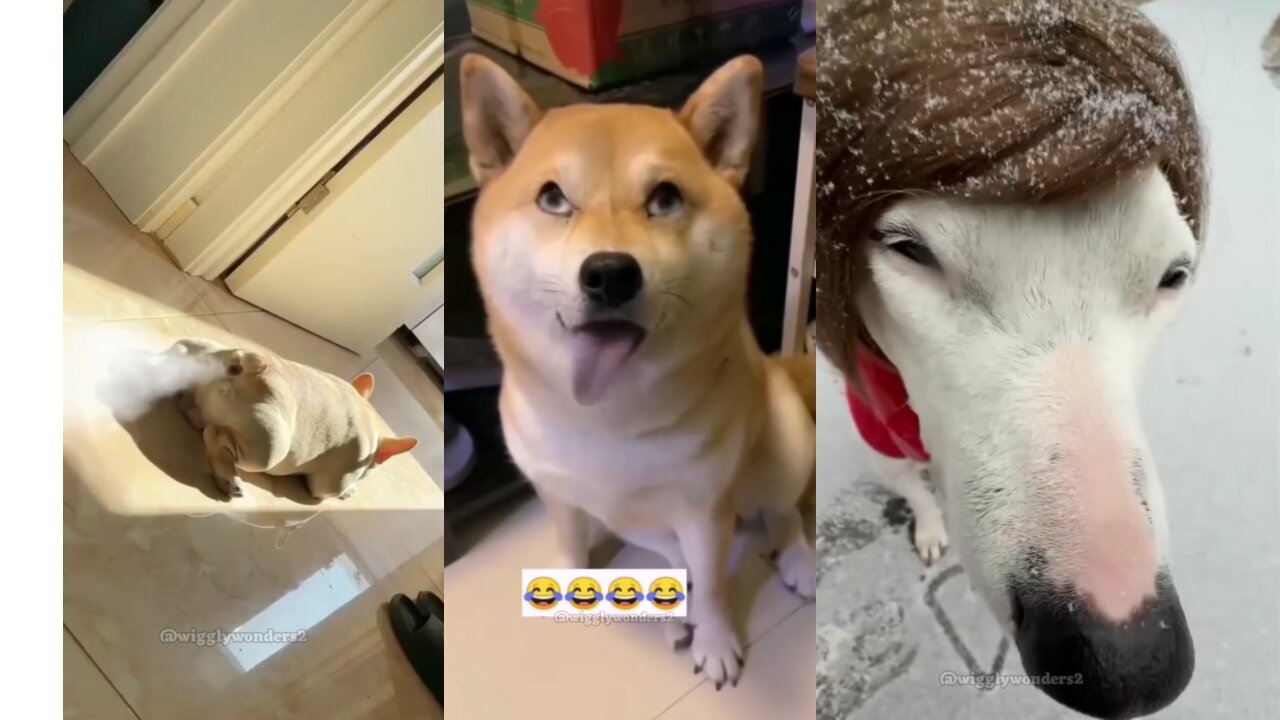 When the dog danced like this, even the owner was shocked! 🕺😂