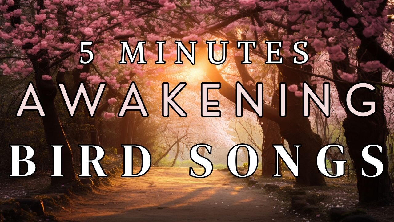 Wake up in A Peaceful Forest Awakening with Birds Chirping [5 minutes]