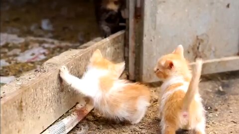 🥰 Cute pat cat 😺 cat ki video #cat