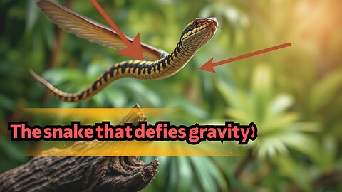 Nature’s Acrobat: The Physics Behind the Indian Flying Snake’s Flight