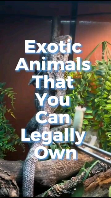Exotic Animals That You can Legally Own:#1licreaturmany s for those w...