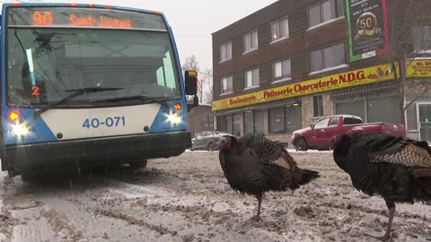 What's with all the wild turkeys taking over Montreal?