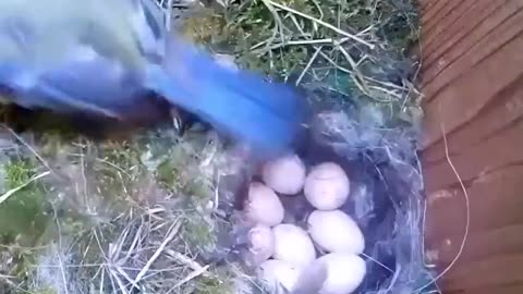 Bird builds nest & raises family