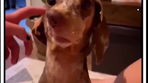 how funny dog