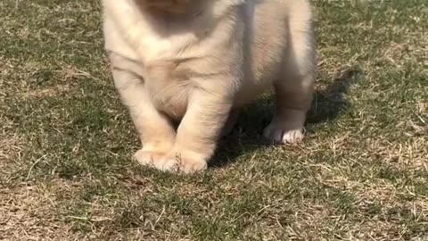 Puppy love