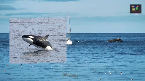 The Majestic Blue Whale: Nature's Largest Wonder"