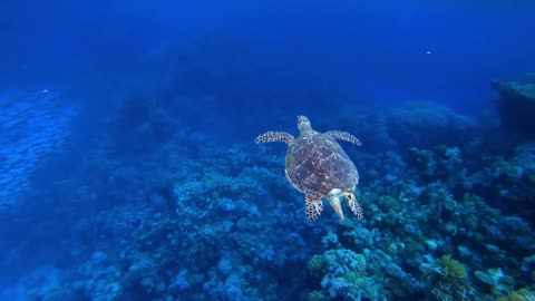 SeaTurtle