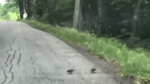 A driver waits while watching a woodcock finish crossing the road.. 😂