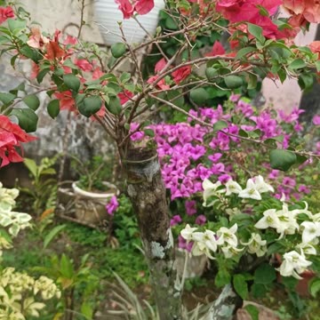 Bougainvillea 2
