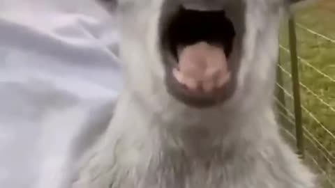 Animal funny video