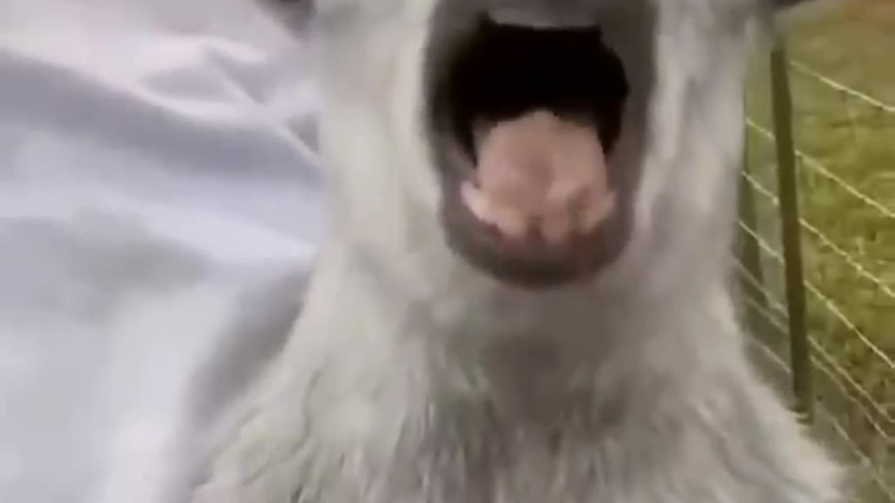 Animal funny video