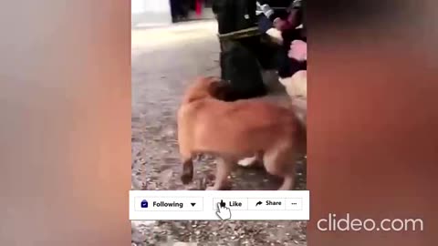 Dog Funny Video