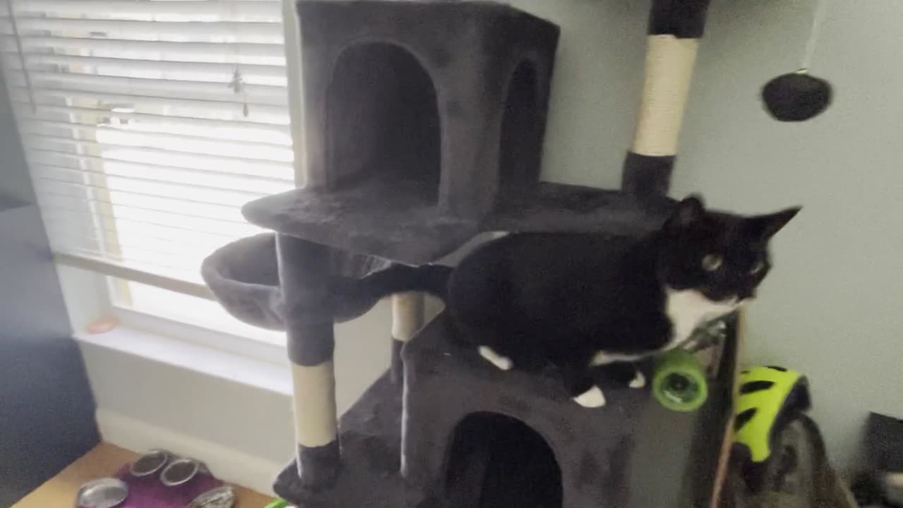 Give Your Cat a 66-Inch Playground They’ll Never Want to Leave!
