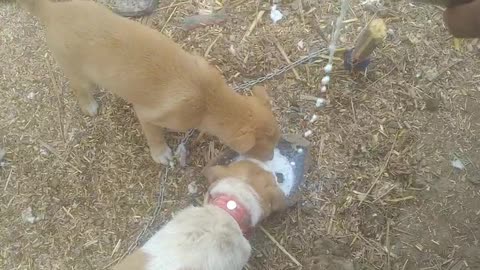 Little cutie doggys drinking milk 🥛