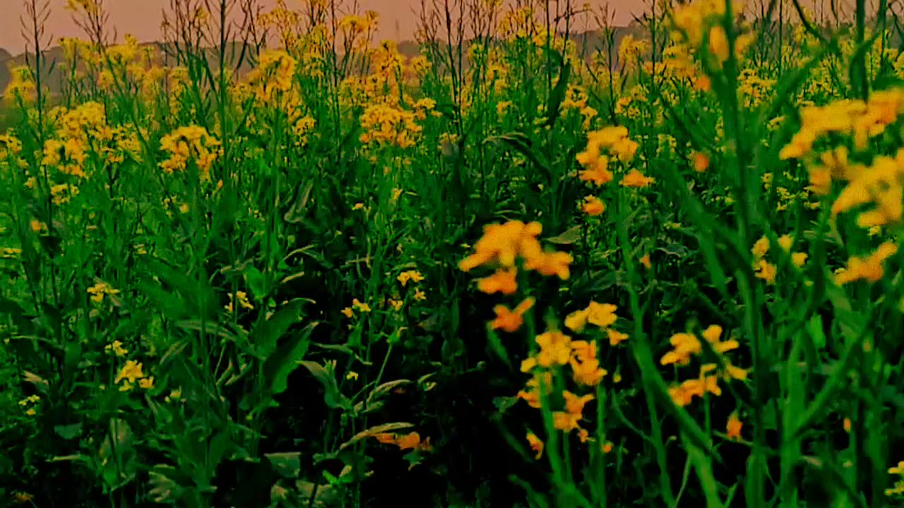 Beautiful Sharisha flowers and warm afternoon light video 2025 skc.com 94