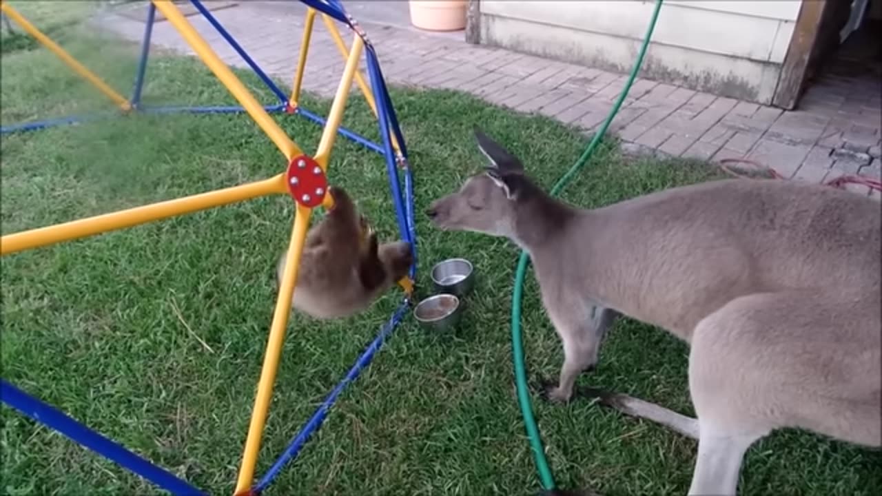 Baby Sloths Being Sloths