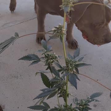 Sweet Heat #SouthBayGenetics