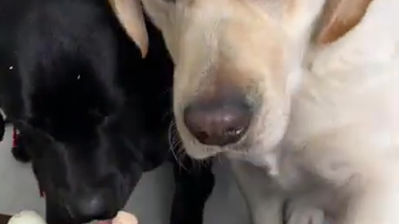 Whoever wants to play with the dog can play. I don't want to play anymore. The dog's thoughts