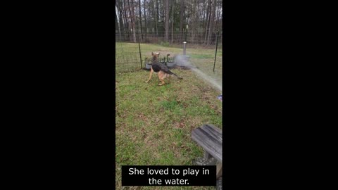 German Shepherd Water Baby GSD Layla #shorts #shortsvideo #shortvideo