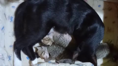 Adorable 9th-Day-Old Triplet Kittens Melt Your Heart! 😻 #Shorts #PetCats" cat rearing 😍 ♥🙀🐈‍⬛🐈‍⬛🐈‍