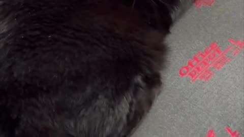 Precious Piper Indicates Her Decisions with Her Tail - Adopting a Cat from a Shelter Vlog #shorts