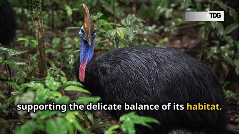 Why the Cassowary Is Considered the Most Dangerous Bird on Earth