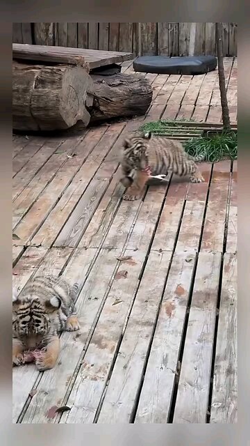 white tiger Loving characteristics